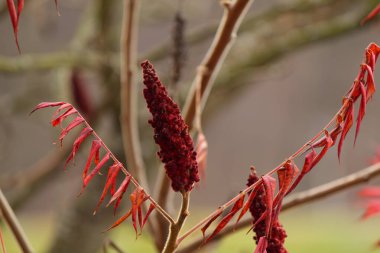 Rhus tifinasının sonbahar renkli ağaçları ve yaprakları, geyik boynuzu sumağı..