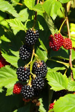 Böğürtlen. Bahçedeki olgun böğürtlenli böğürtlen. Çalının üzerinde olgun ve olgunlaşmamış böğürtlenler. Seçici odak