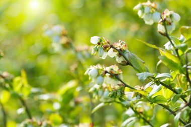 Büyük yaban mersininin çiçek açan dalı. Seçici odak