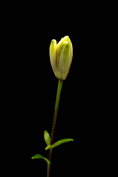 Lily flower blooming on black background