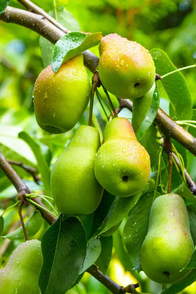 Pear orchard. Ripe pears in the garden ready for harvest