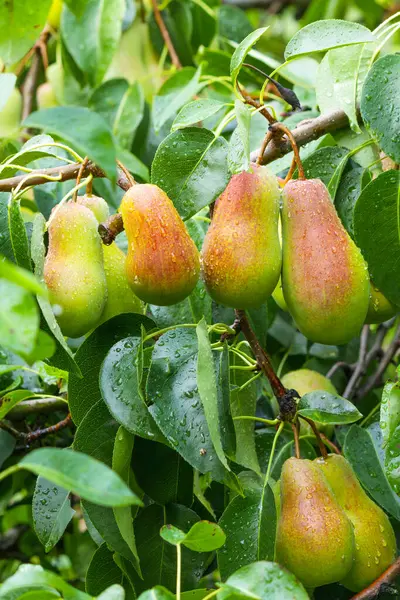 Pear orchard. Ripe pears in the garden ready for harvest