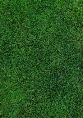 Güneşli bir günde yeşil çimlere yakın. Üst görünüm.