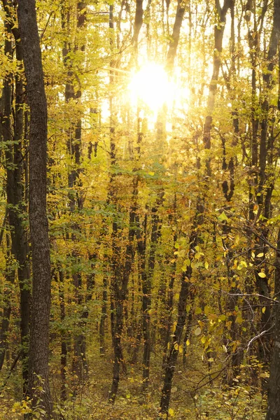Осенний Лесной Пейзаж Солнечными Лучами Сквозь Ветви Деревьев — стоковое фото