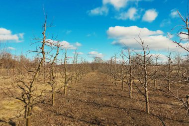 Meyve bahçesinde elma budamak. Mavi gökyüzünde güneşli bir günde elma bahçesi