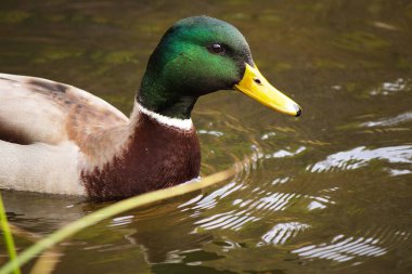 Vahşi ördekler nehirde canlı bir doğada yüzerler.