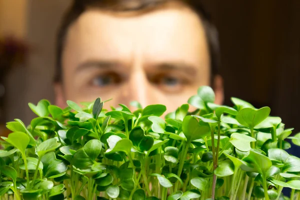 Erkekler Tenceredeki Mikro Yeşilliklere Bakar Turp Mikroçerezleri Bir Tencerede Yetişir — Stok fotoğraf