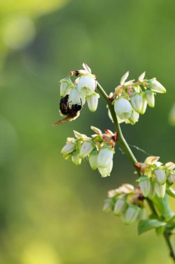 Bal arısı yabanmersini çiçeklerinden nektar toplar. Seçici odak.