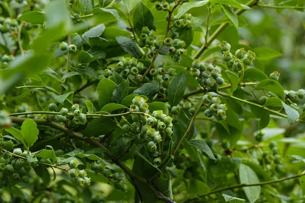 Büyük, yeşil yaban mersini dalı. Seçici odak