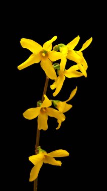 Sarı Forsythia çiçeği siyah arka planda çiçek açıyor.