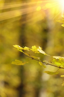 Sonbahar ormanı, ağaçların dalları arasından güneş ışığıyla kaplı.