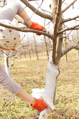 Bahar bahçesinde ağaç gövdesini boyayan bir kız. Bahar ağaçlarının beyazlatılması, böceklerden ve böceklerden korunma