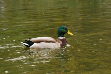 Vahşi ördekler nehirde canlı bir doğada yüzerler.