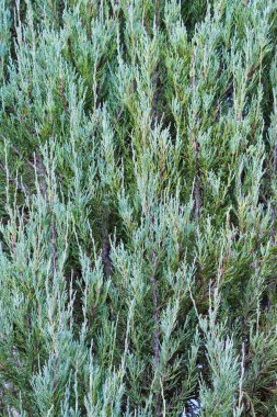 Ardıç çiti dokusu yakın. Juniperus Mavi Ok