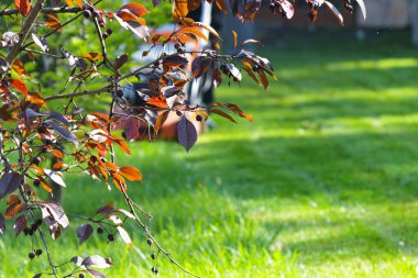 Sonbahar mevsimi, bahçede çim biçme.