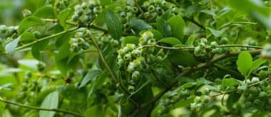 Büyük, yeşil yaban mersini dalı. Seçici odak