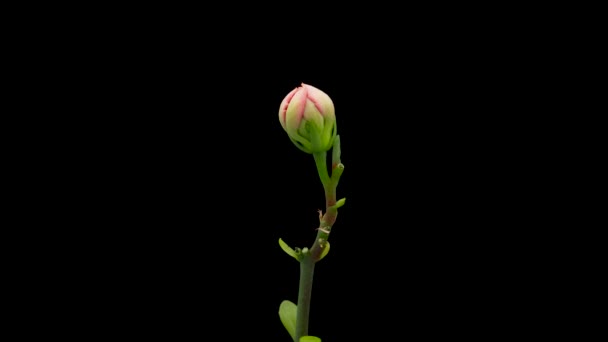 Czas Upływa Otwarcia Różowego Kwiatu Kalanchoe Kwiat Kalanchoe Kwitnące Czarnym — Wideo stockowe