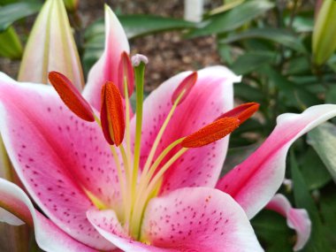 Pembe Lily çiçeğini kapat..