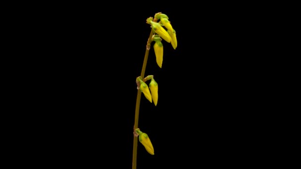 Zeitraffer Des Öffnens Der Gelben Forsythienblüte Blume Forsythie Blüht Auf — Stockvideo