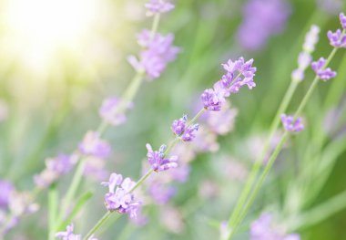 Sabah güneşinin bulanık arkaplanlı lavanta çiçekleri üzerine seçici odak