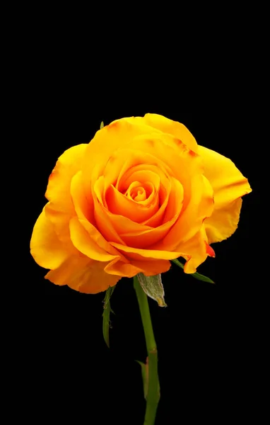 Yellow rose flower on black background
