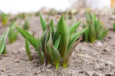 Bahar bahçesinde laleler filizleniyor.