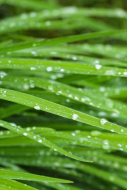 Zambaklar sabah çiğ damlasıyla yapraklar. Yeşil yapraklar hemerocallis, seçici odak