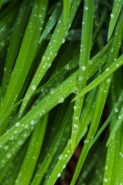 Zambaklar sabah çiğ damlasıyla yapraklar. Yeşil yapraklar hemerocallis, seçici odak