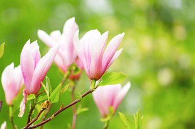 Baharda çiçek açan manolya ağacı yumuşak ışık ve bulanık arkaplan, bahar zamanı