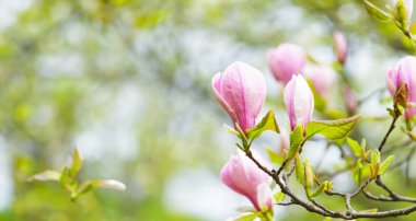 Baharda çiçek açan manolya ağacı yumuşak ışık ve bulanık arkaplan, bahar zamanı