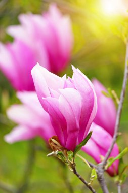 Baharda çiçek açan manolya ağacı yumuşak ışık ve bulanık arkaplan, bahar zamanı