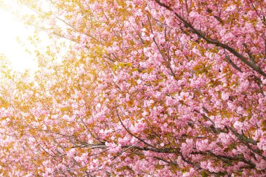 Pembe kiraz çiçekli ağaç. İlkbahar çiçekleri sırasındaki seçici odak Sakura.