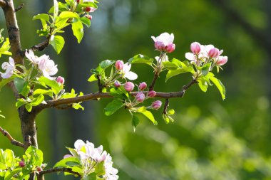 Baharda güneşli bir günde çiçek açan elma bahçesi. Seçici odak