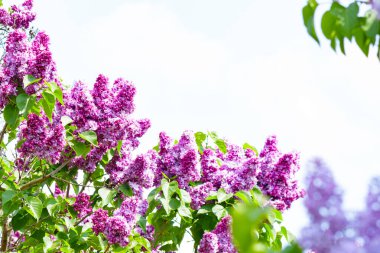 Çalıların üzerinde mor leylak çiçekleri. Güzel şırınga çiçekleri, seçici odak