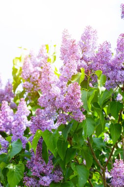 Çalıların üzerinde mor leylak çiçekleri. Güzel şırınga çiçekleri, seçici odak