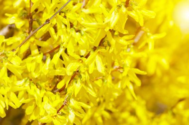 Sarı Forsythia çiçekleri çalıların üzerinde. Güzel şırınga çiçekleri, seçici odak
