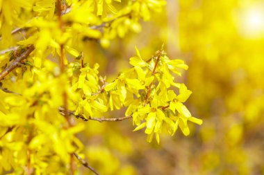 Sarı Forsythia çiçekleri çalıların üzerinde. Güzel şırınga çiçekleri, seçici odak