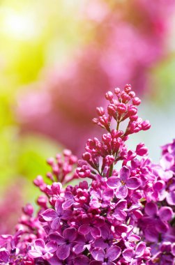 Çalıların üzerinde mor leylak çiçekleri. Güzel şırınga çiçekleri, seçici odak