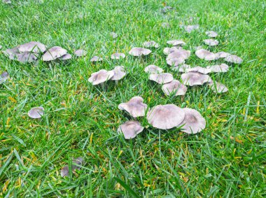 Çimlerde mantar hastalığı, kötü çimenler. Yeşil çimlerde mantar grubu.