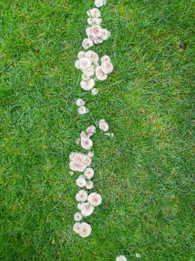Çimlerde mantar hastalığı, kötü çimenler. Yeşil çimlerde mantar grubu.