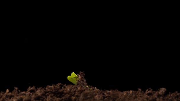 Cultivando Plantas Primavera Timelapse Brotos Germinação Recém Nascido Pepino Mudas — Vídeo de Stock