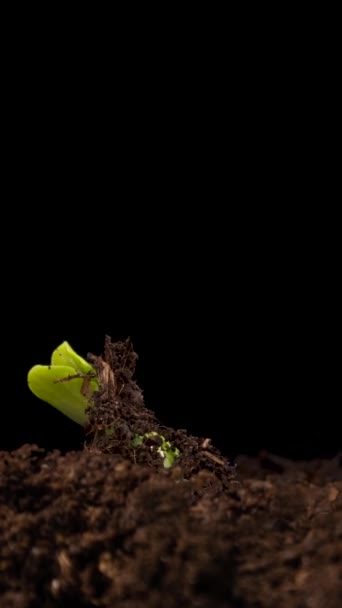 Cultivando Plantas Primavera Timelapse Brotos Germinação Recém Nascido Pepino Mudas — Vídeo de Stock