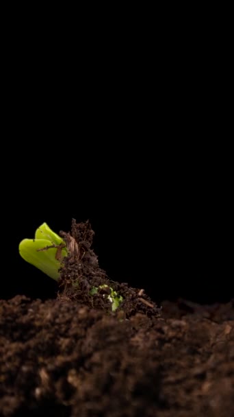 Cultivando Plantas Primavera Timelapse Brotes Germinación Recién Nacido Pepino Plántulas — Vídeos de Stock