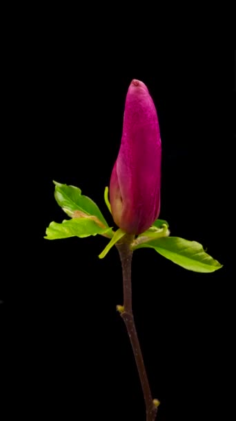 Time Lapse Flowering Magnolia Flowers Black Background — Stock Video