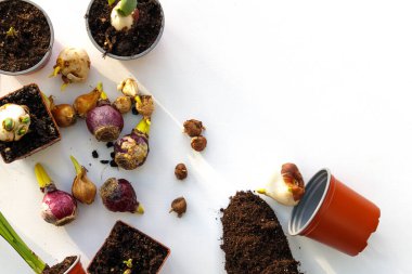 Çiçek soğanları sümbüller, laleler, kaktüsler, saksıdaki nergisler..