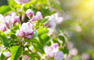 Baharda güneşli bir günde çiçek açan elma bahçesi. Seçici odak