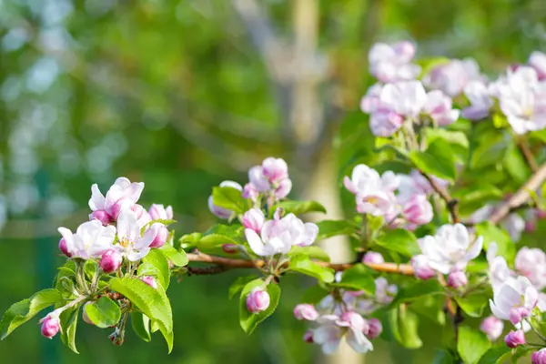 Blossom apple orchard in the spring in sunny day. Selective focus