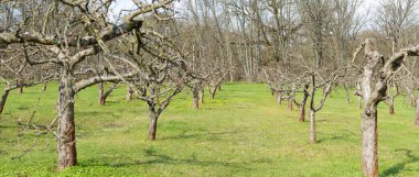 Eski elma bahçesi. Arka plan için yumuşak ışık ile meyve bahçesi bulanıklığı
