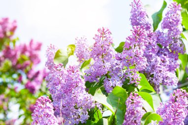 Çalıların üzerinde mor leylak çiçekleri. Güzel şırınga çiçekleri, seçici odak