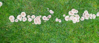 Çimlerde mantar hastalığı, kötü çimenler. Yeşil çimlerde mantar grubu.